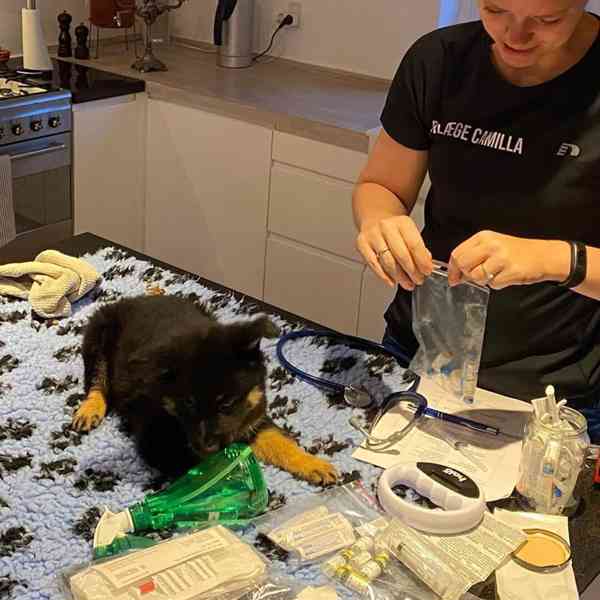 Štěňata českého ovčáka hledají milující domov - foto 3