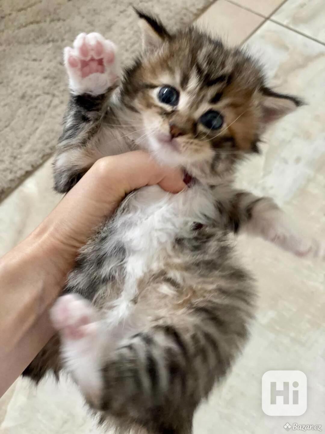 Zdarma dárek Bengálsko a krásná kotátka k adopci zdarma   - foto 1