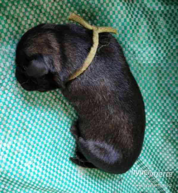 Šarplaninský pastevecký pes, štěně s PP, prodej - foto 1