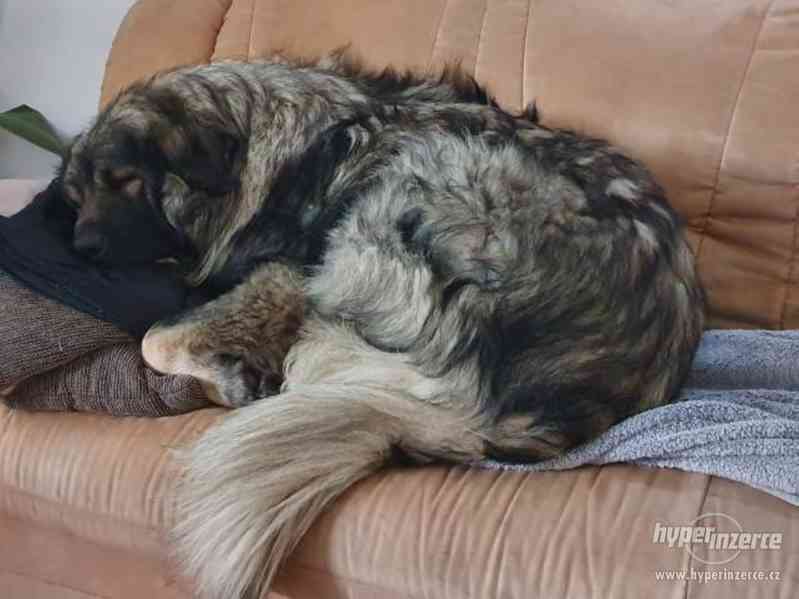 Šarplaninský pastevecký pes, štěně s PP, prodej - foto 3
