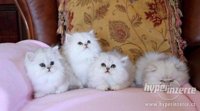 Krásné perské koťata. - foto 1