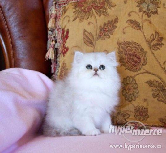Krásné perské koťata. - foto 2