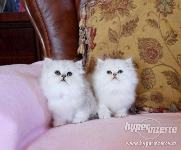 Krásné perské koťata. - foto 3