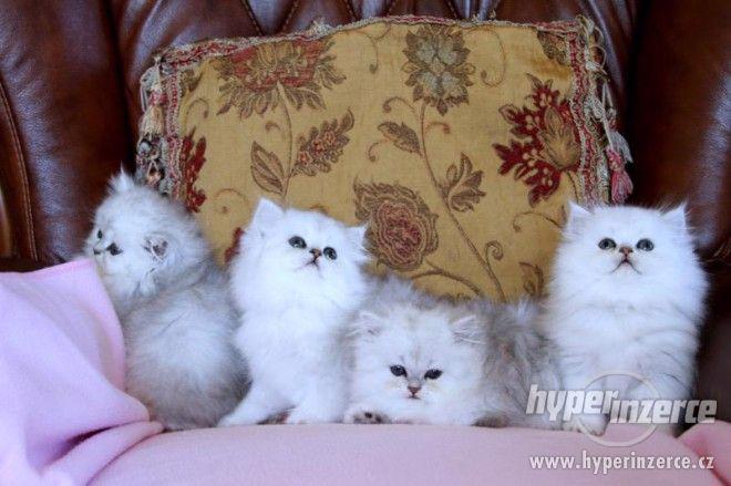 Krásné perské koťata. - foto 4