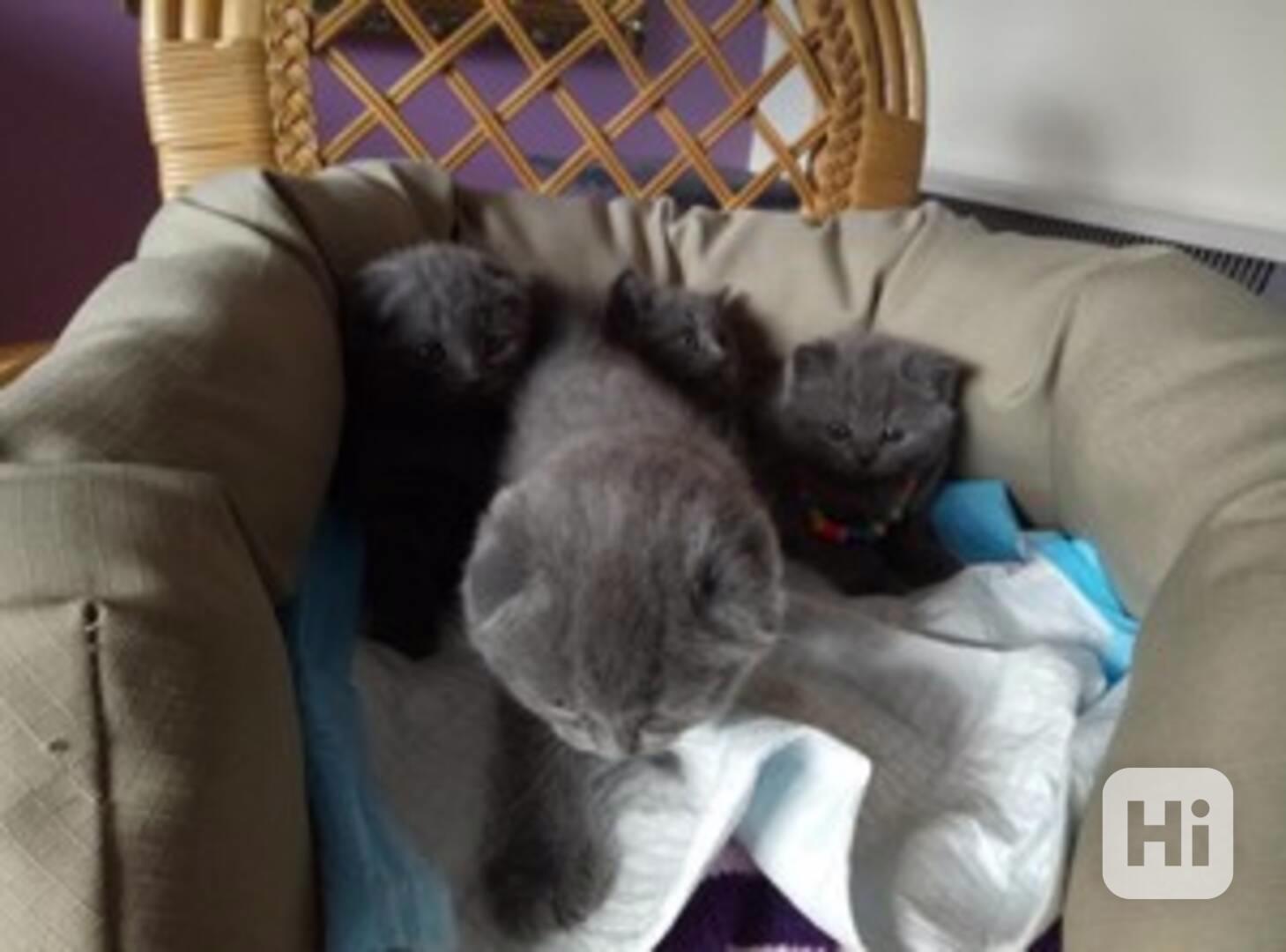 kitten - foto 1