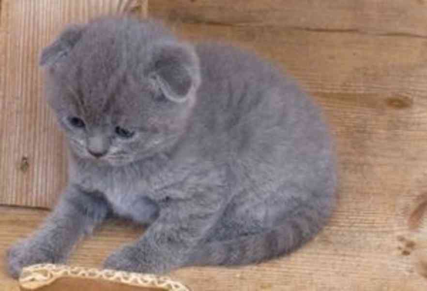 kitten - foto 2