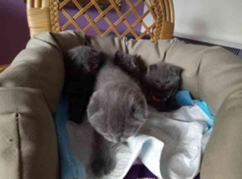 kitten - foto 1