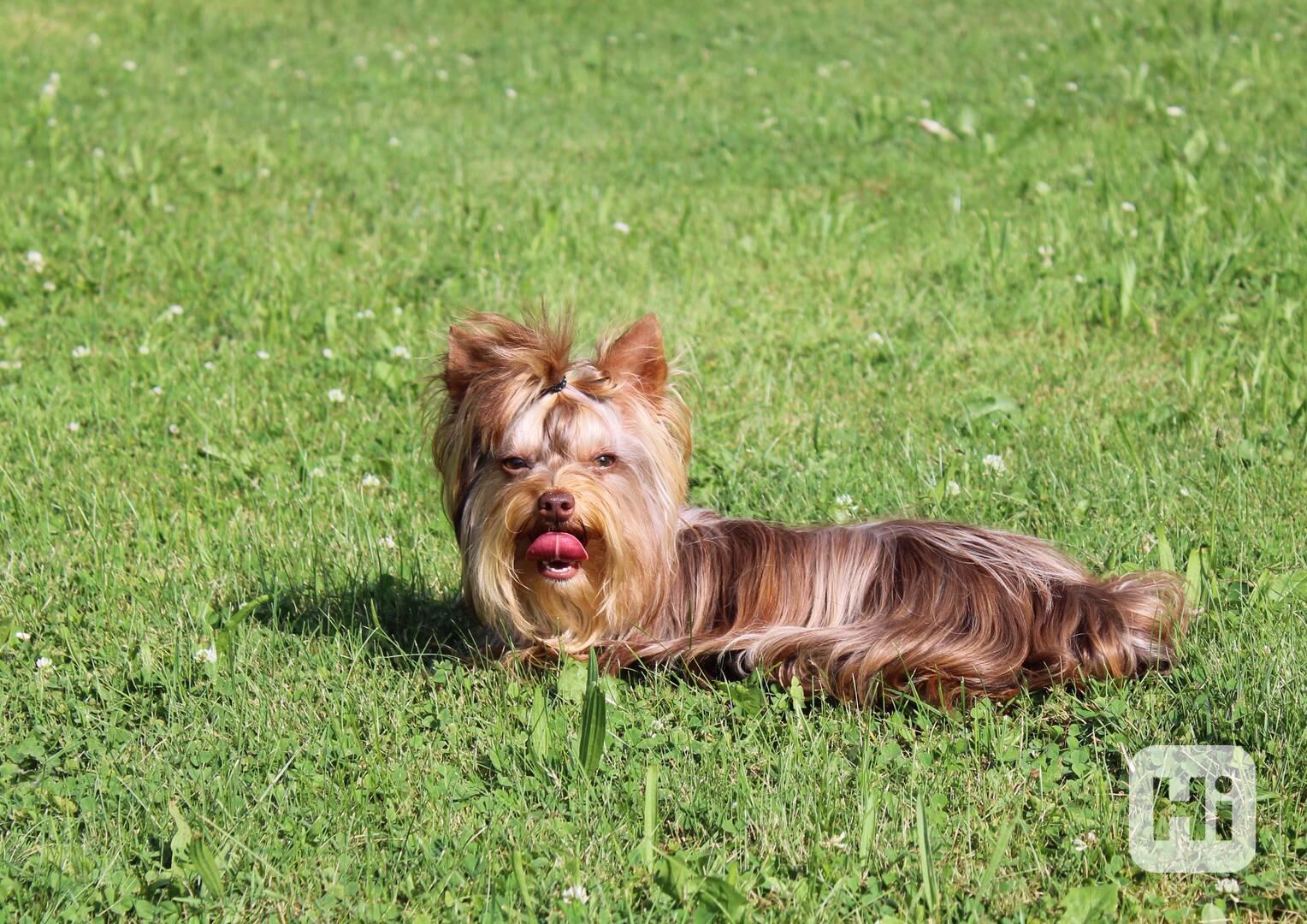 Jorkšírský teriér, fenečka s pp (choco merle)  - foto 1