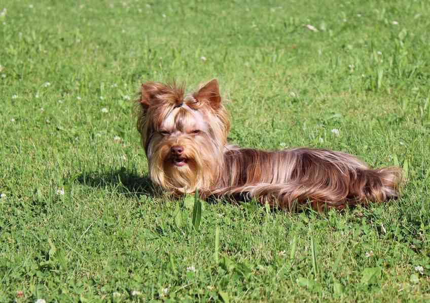 Jorkšírský teriér, fenečka s pp (choco merle)  - foto 8