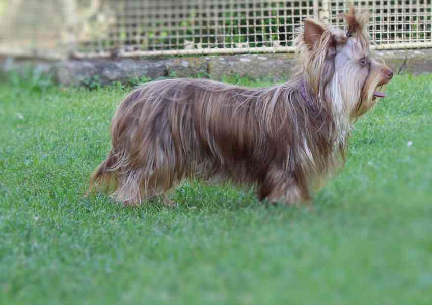 Jorkšírský teriér, fenečka s pp (choco merle)  - foto 2