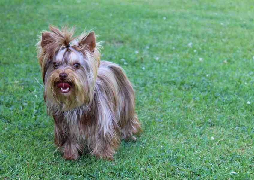 Jorkšírský teriér, fenečka s pp (choco merle)  - foto 4