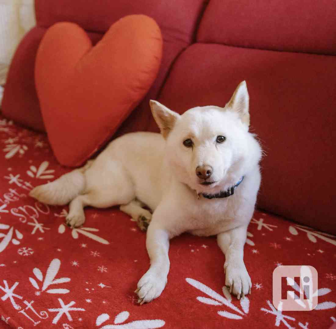 ALBA - Shiba Inu 8 kg, kastrovaná fenečka 7 let  - foto 1