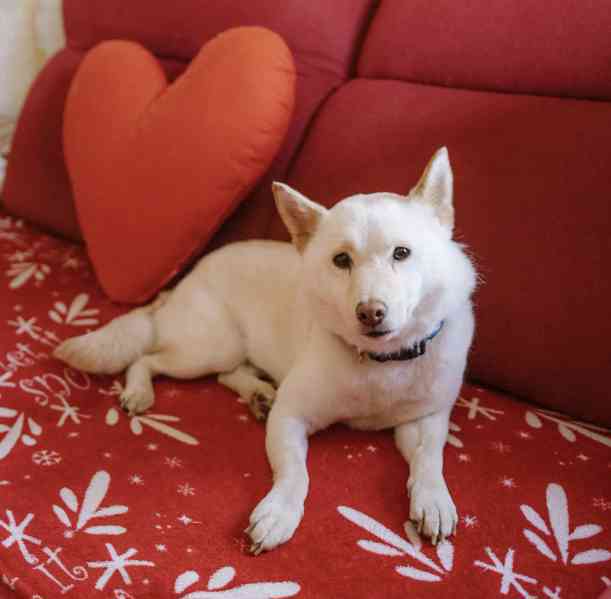 ALBA - Shiba Inu 8 kg, kastrovaná fenečka 7 let  - foto 1