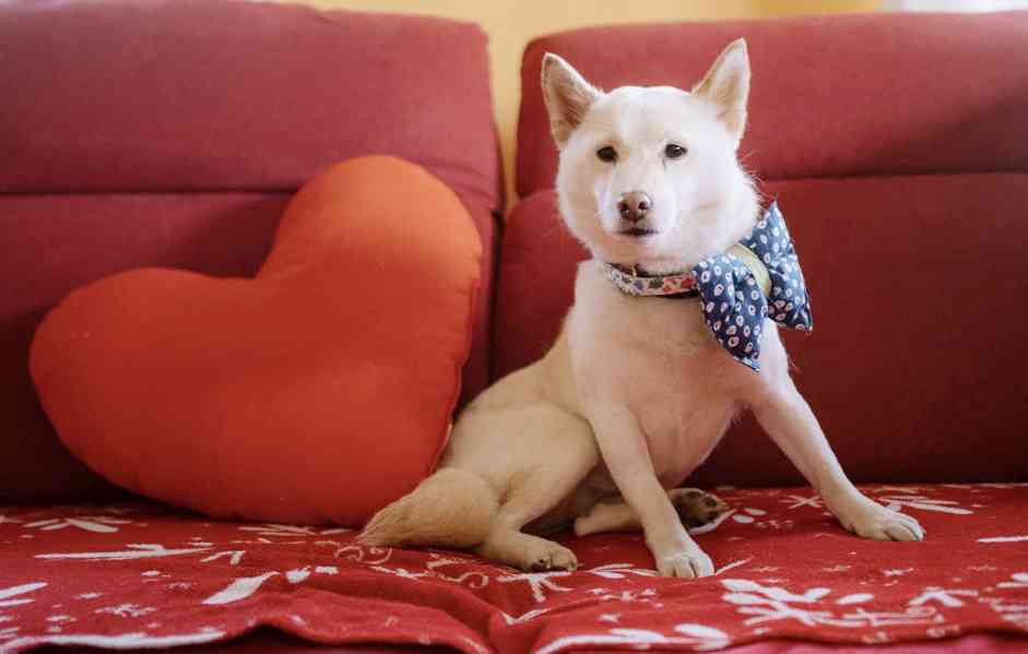 ALBA - Shiba Inu 8 kg, kastrovaná fenečka 7 let  - foto 3