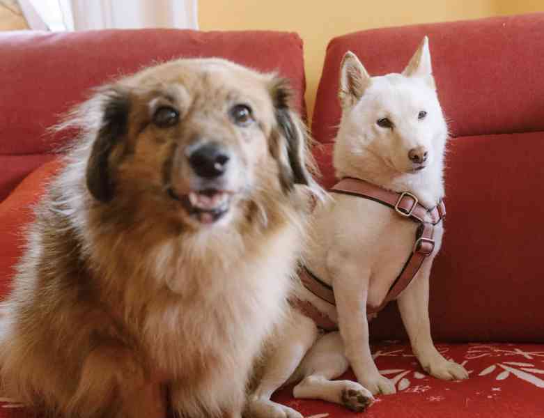 ALBA - Shiba Inu 8 kg, kastrovaná fenečka 7 let  - foto 5