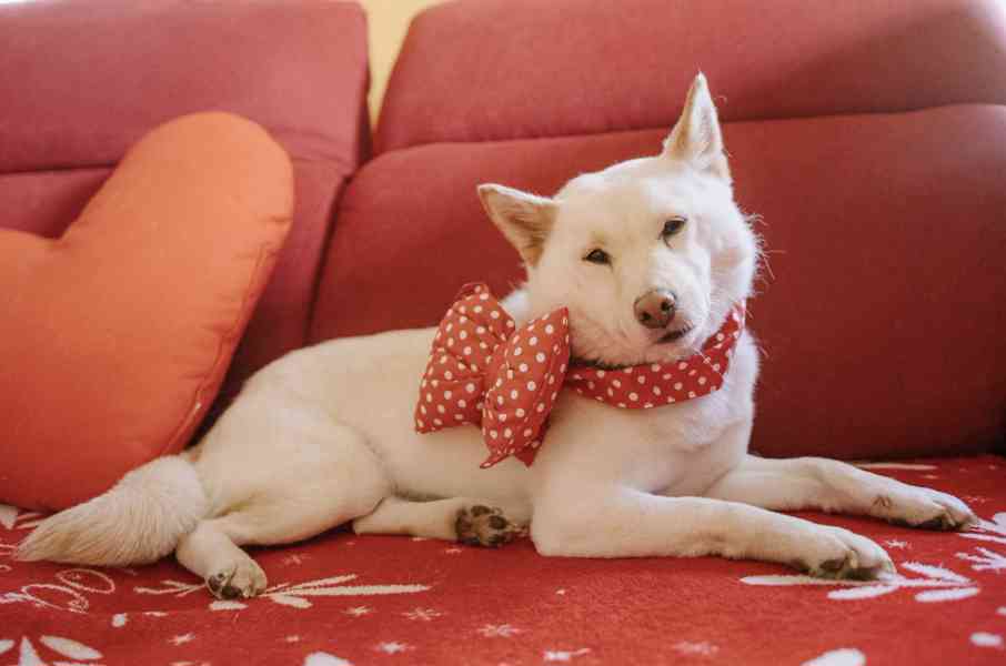 ALBA - Shiba Inu 8 kg, kastrovaná fenečka 7 let  - foto 2