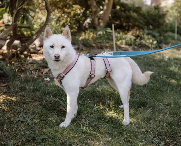 ALBA - Shiba Inu 8 kg, kastrovaná fenečka 7 let  - foto 6