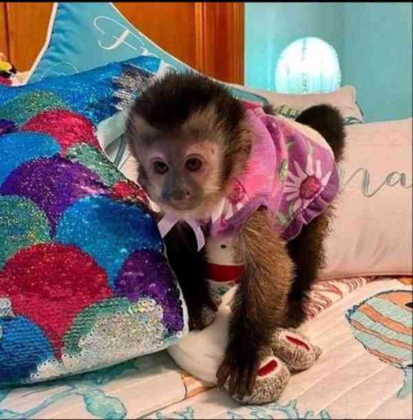 Kvalitní kapucínské opice pro návrat domů - foto 1