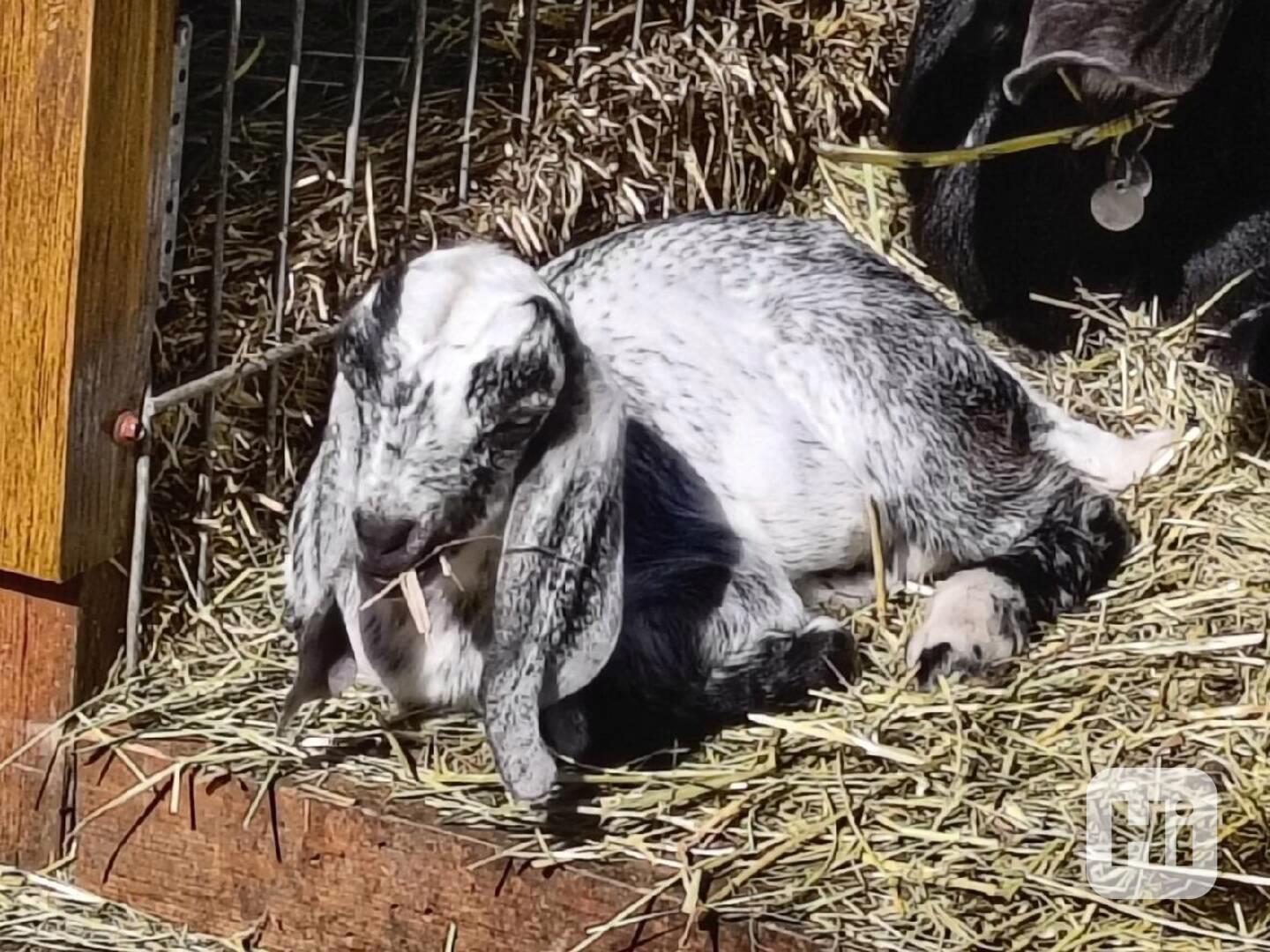 Prodám 100% AN kozlíka - Oreo - foto 1