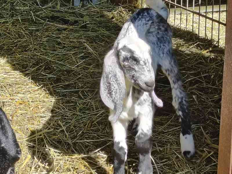 Prodám 100% AN kozlíka - Oreo - foto 2