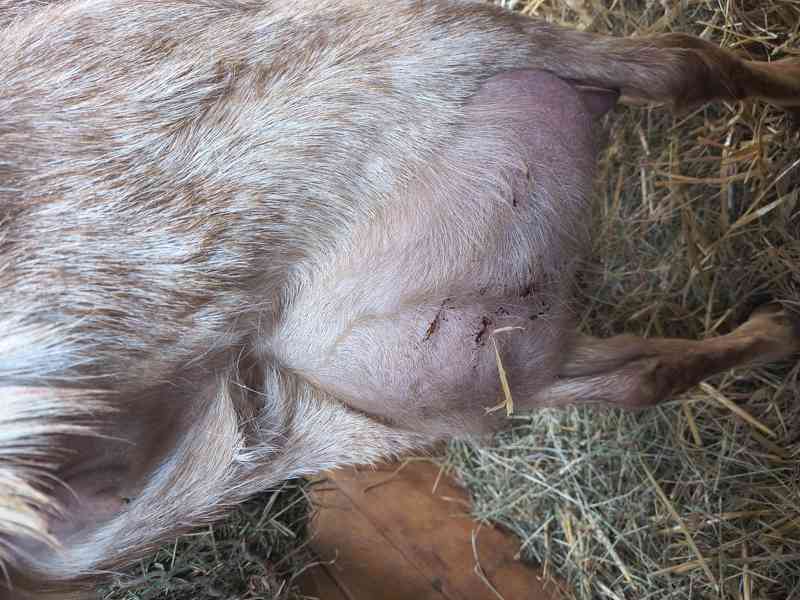 Prodám 100% AN kozlíka - Oreo - foto 4