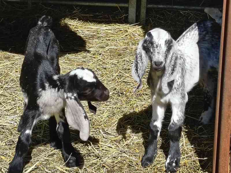 Prodám 100% AN kozlíka - Oreo - foto 3