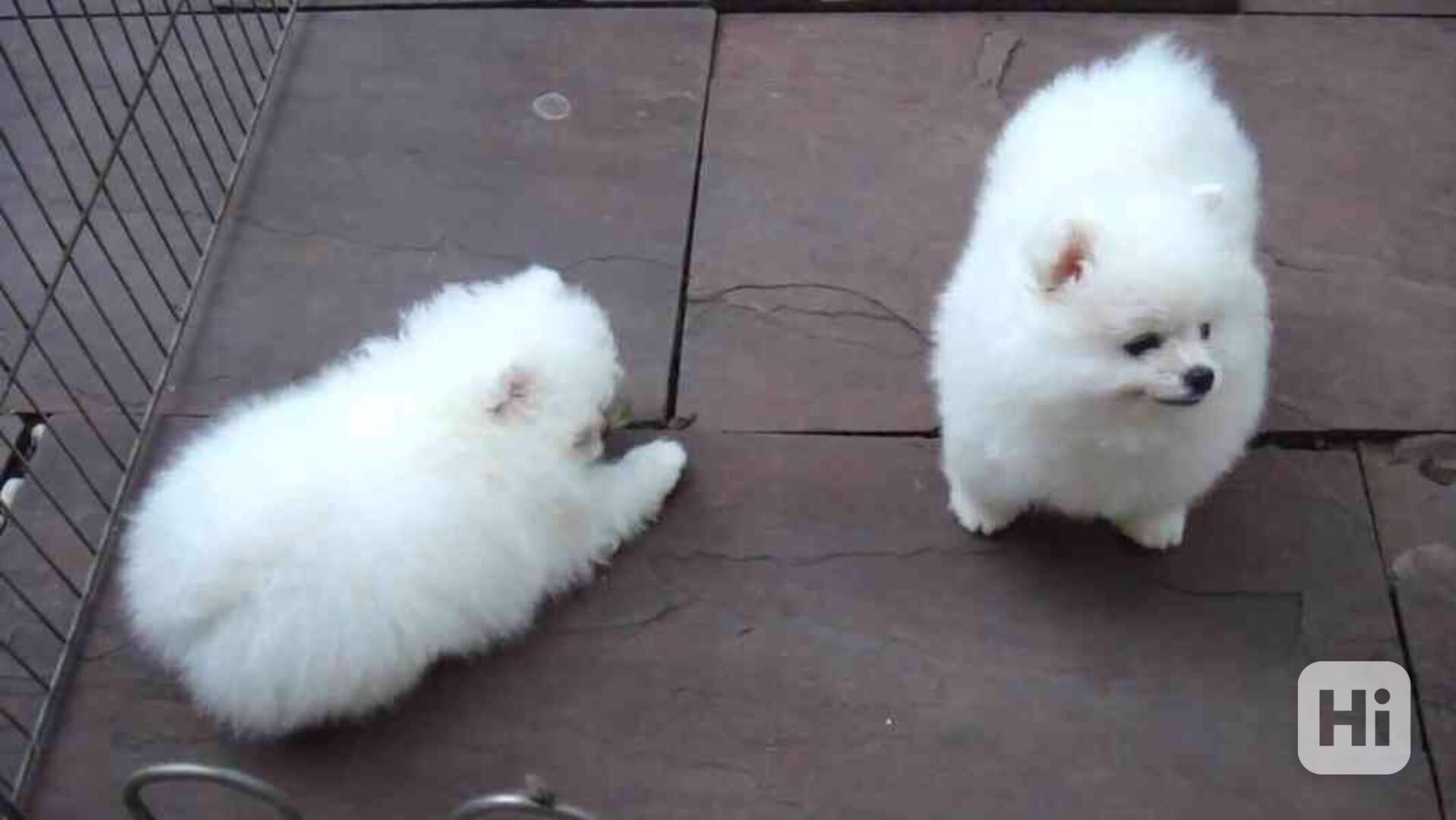 Štěňata pomeraniana k adopci - foto 1