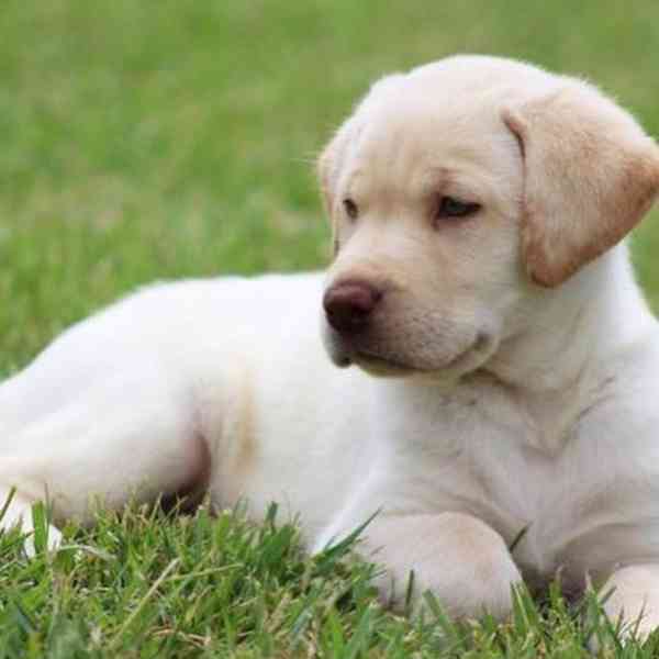 labrador tak přátelský - foto 1