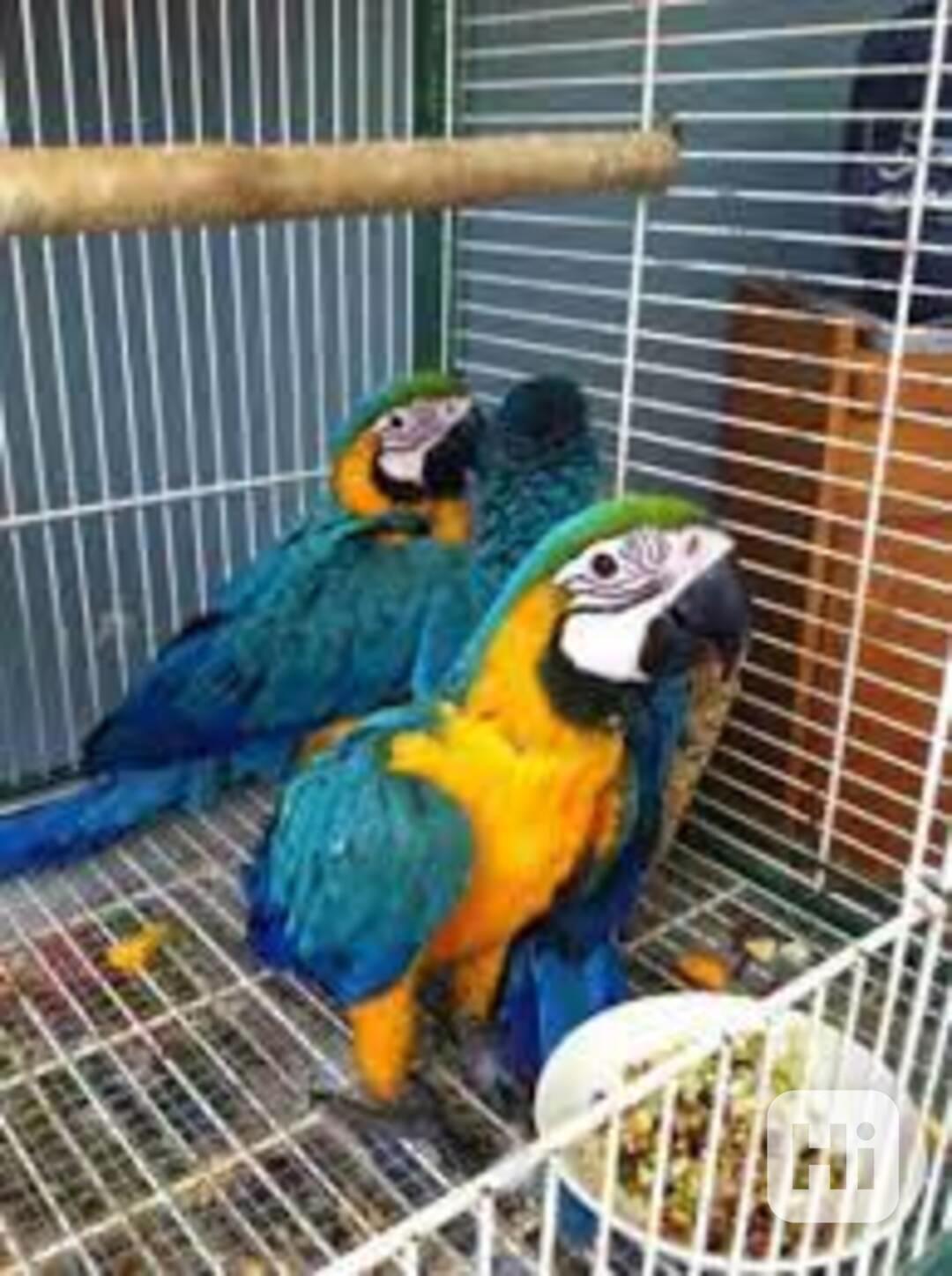 Příslušenství a klec modrý a zlatý papoušek - foto 1