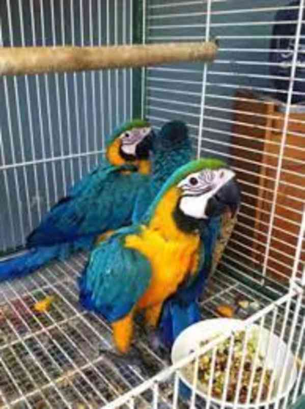 Příslušenství a klec modrý a zlatý papoušek