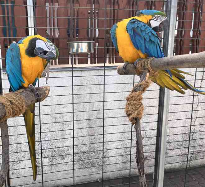 Příslušenství a klec modrý a zlatý papoušek - foto 2