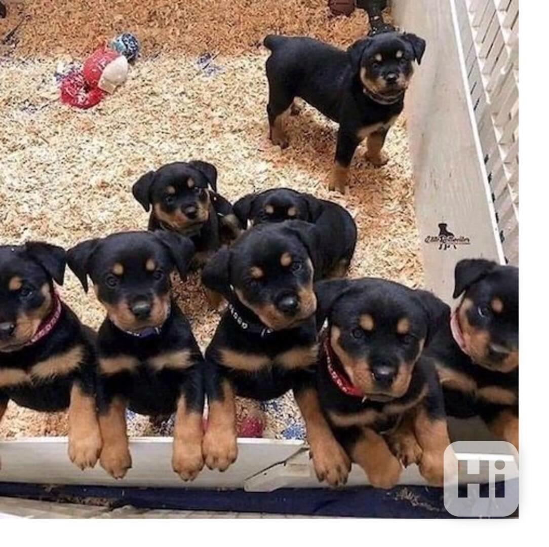 Štěňata Rotvajlera.  - foto 1