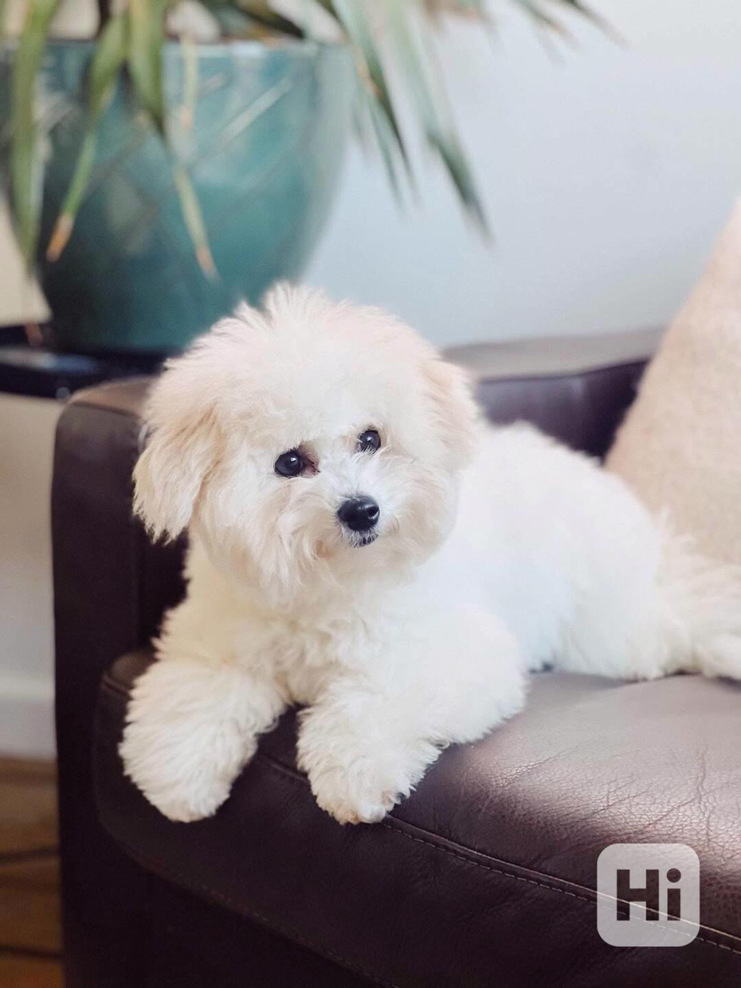 Štěňata bišonského frise - foto 1