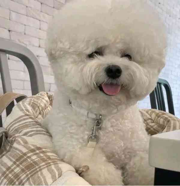 Štěňata bišonského frise - foto 3