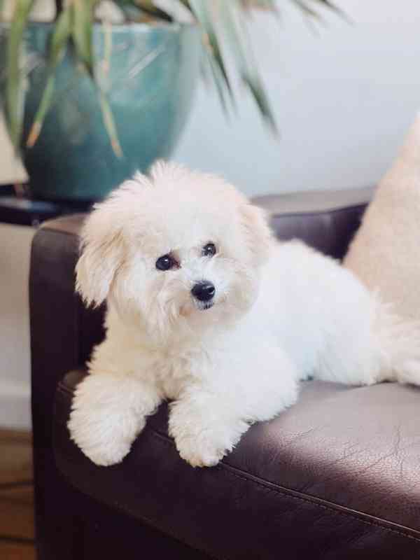 Štěňata bišonského frise - foto 1