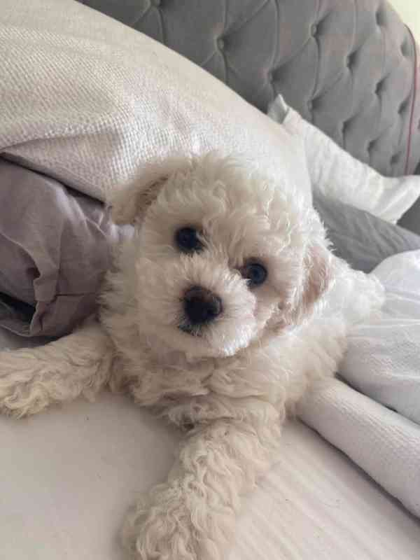 Štěňata bišonského frise - foto 2