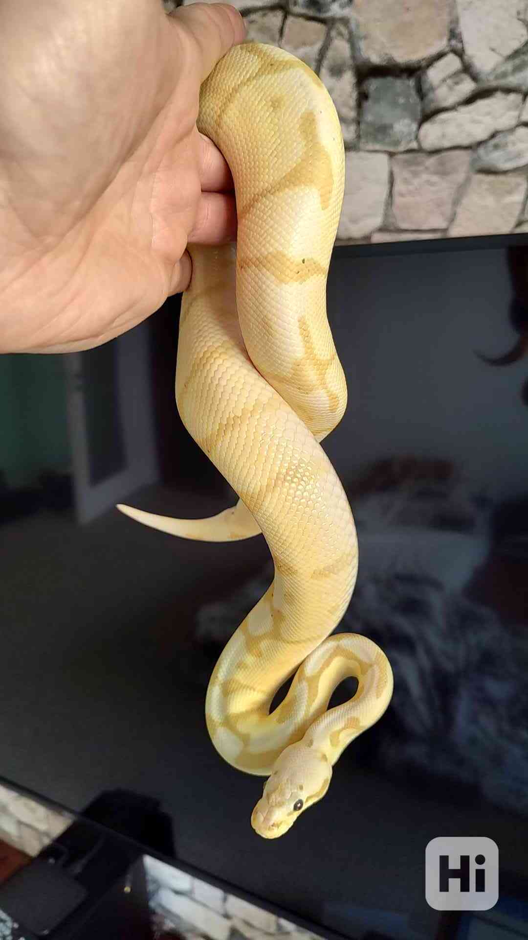 Krajta královská banana pastel - foto 1