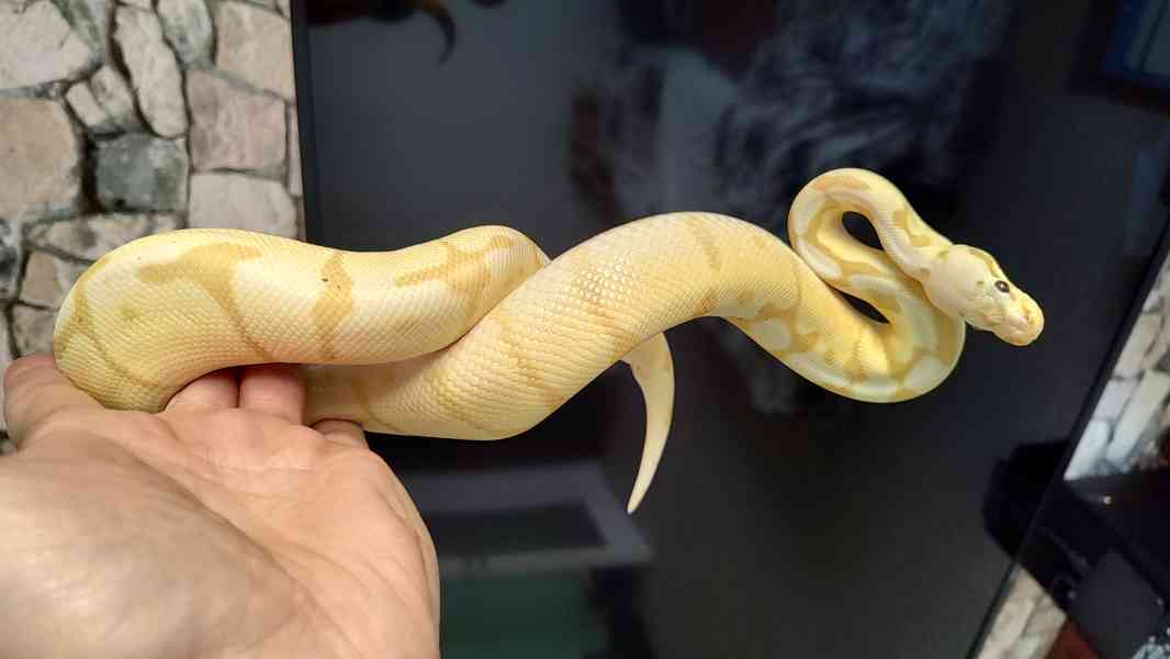 Krajta královská banana pastel - foto 1