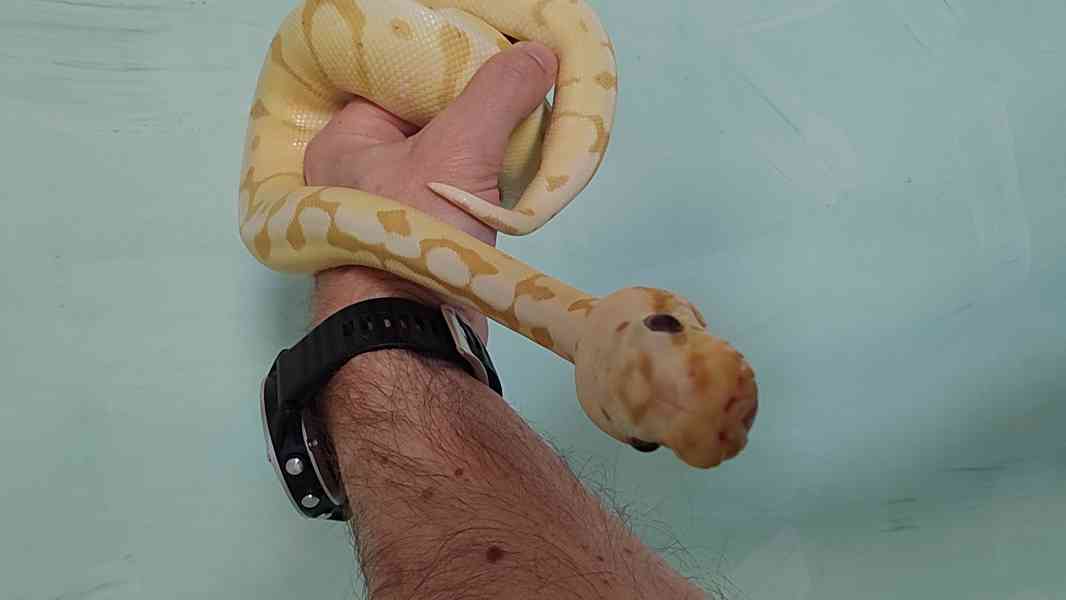 Krajta královská banana pastel - foto 3