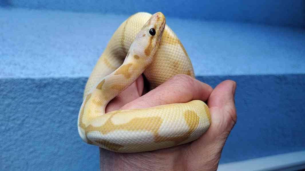 Krajta královská banana pastel - foto 2