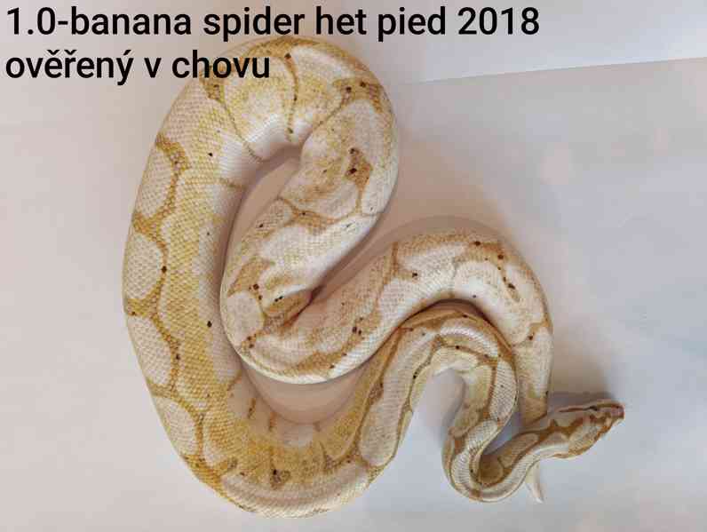 Krajta královská  - foto 19