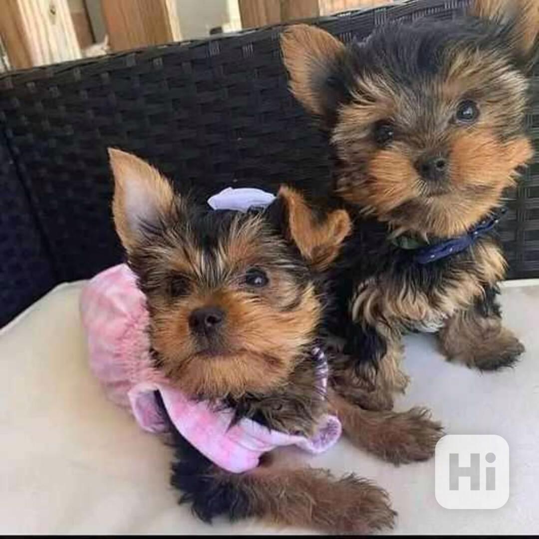 Velmi malá štěňata jorkšírského teriéra Teacup jsou nyní k d - foto 1