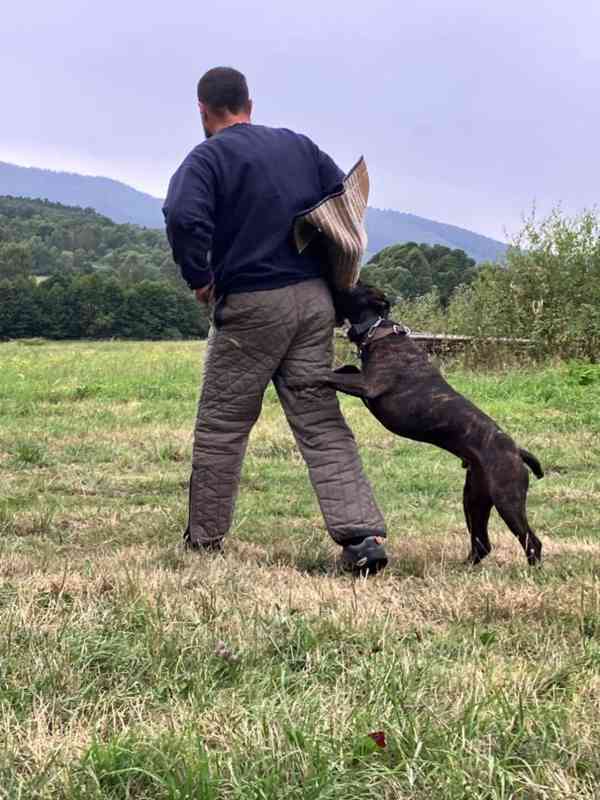 stafordšírský teriér, 4 roky - foto 3