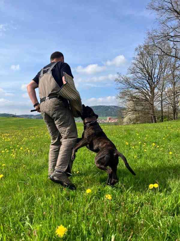 stafordšírský teriér, 4 roky - foto 2