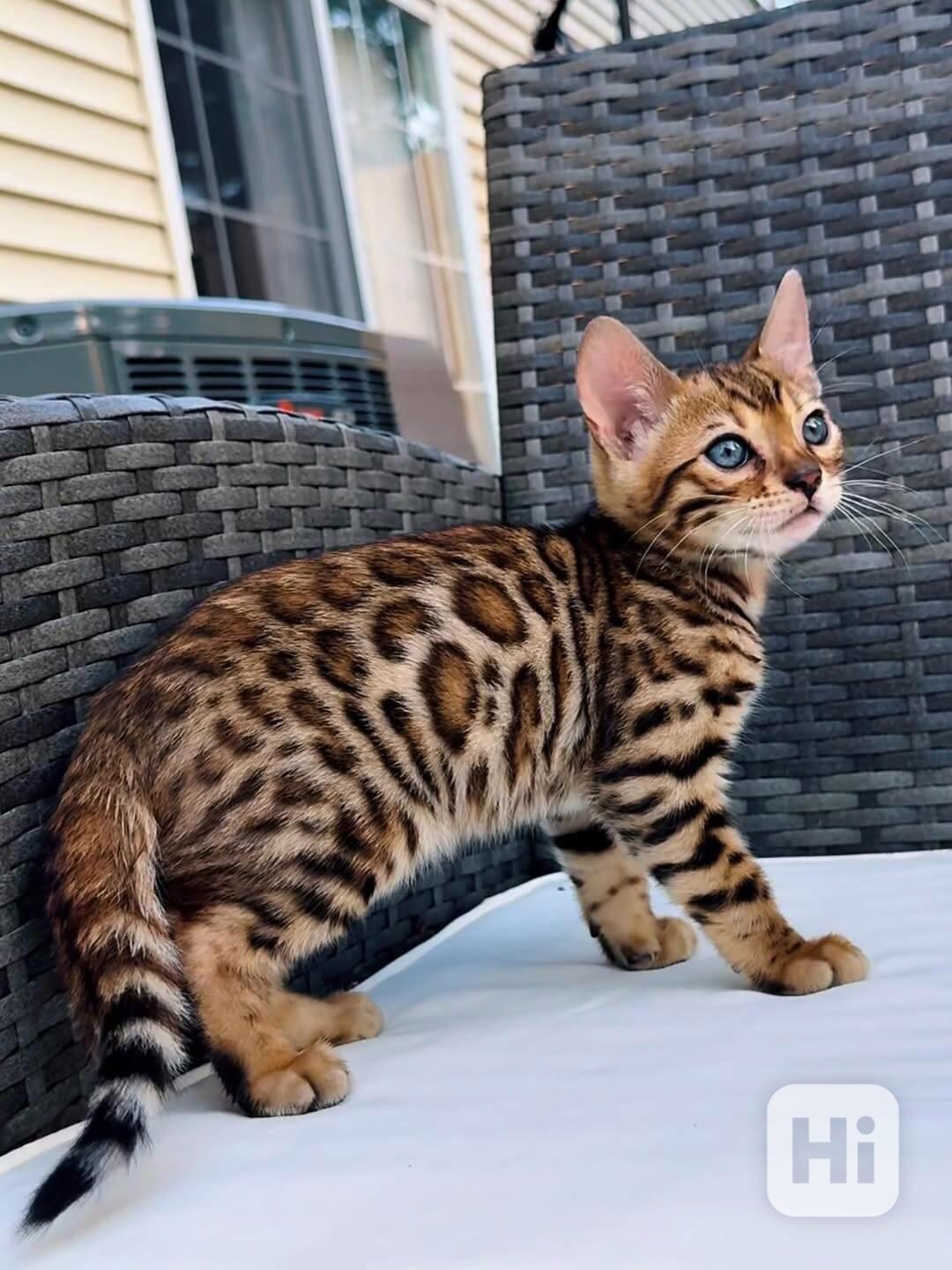 Krásné bengálské kotě k adopci v České republice 🐾 - foto 1