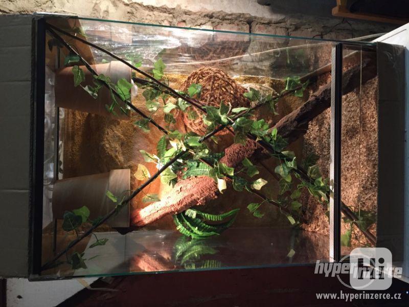 Chameleon+Terárium pro chameleona Vánoce - foto 1