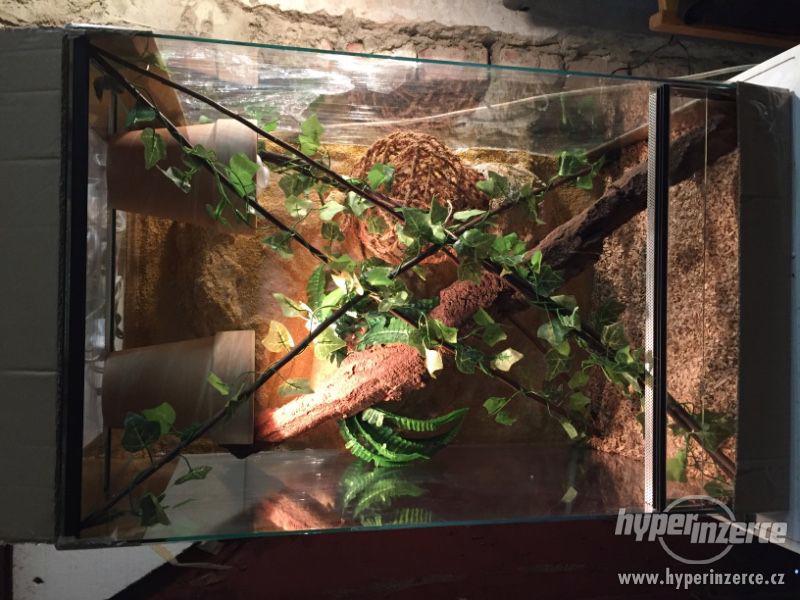 Chameleon+Terárium pro chameleona Vánoce - foto 1