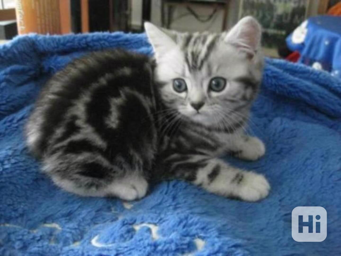 BKH Britské krátkosrsté kočky s rodokmenem - foto 1