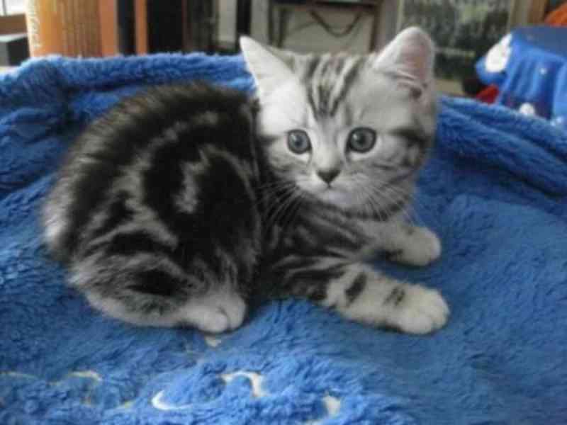 BKH Britské krátkosrsté kočky s rodokmenem