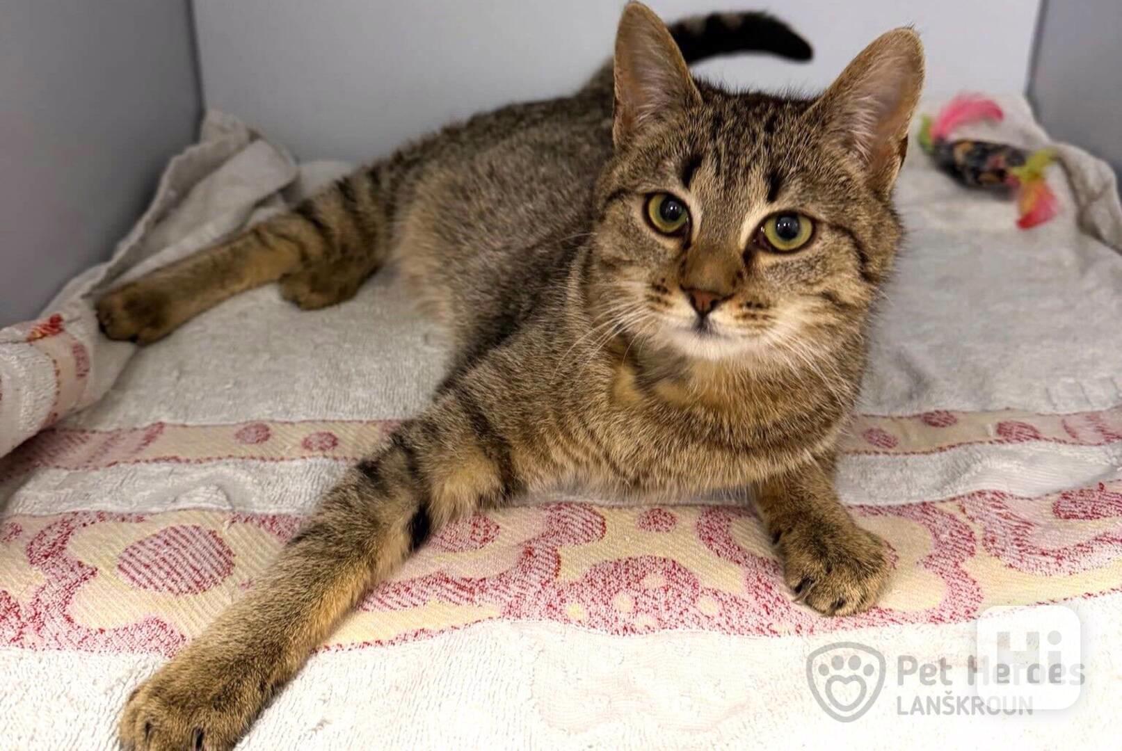 Pik ❤ kocouří ňuňánek ❤ - foto 1